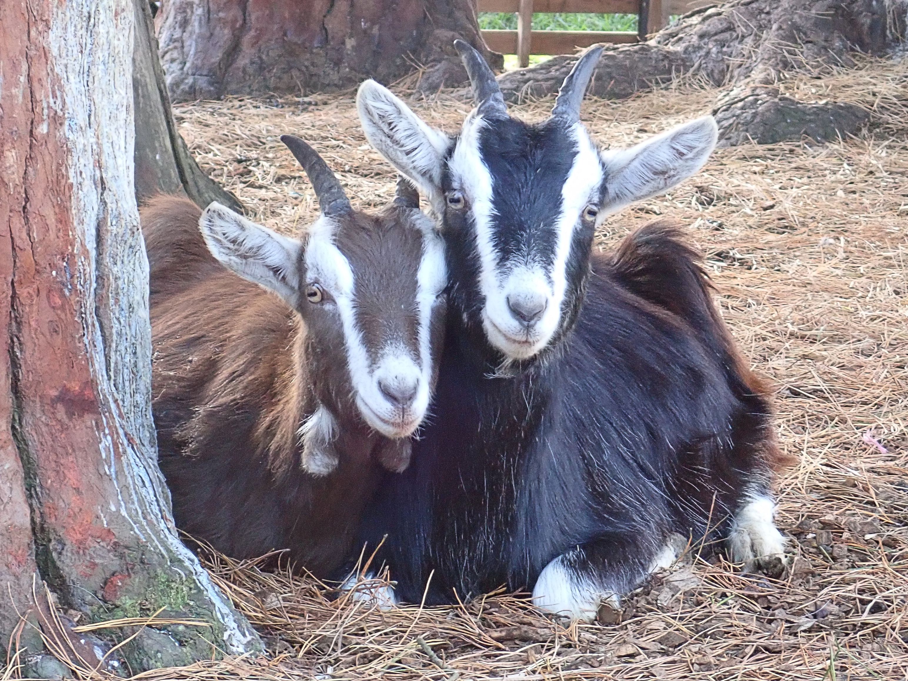Photo of a pair of goat doe kids