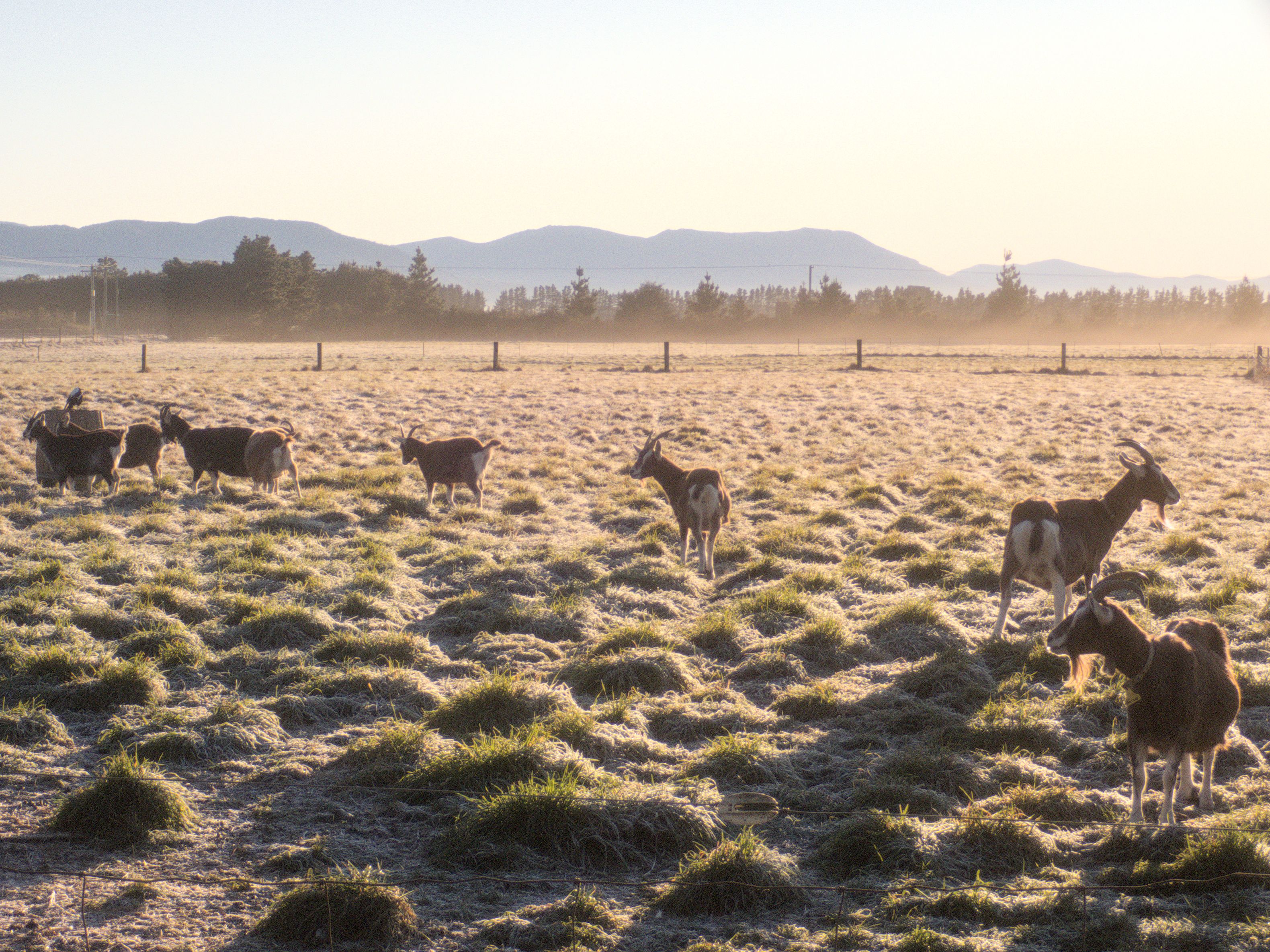 Photo of a paddock full of goats